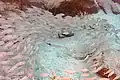 Atlantic Trumpetfish within a school of grunts (Pomadasys incisus)