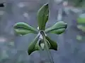 Fully opened flower of Phalaenopsis honghenensis F.Y.Liu viewed from behind