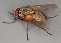 Phaonia angelicae male