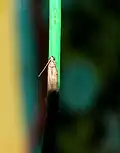 Phereoeca uterella