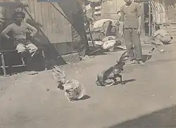 Image 17Cockfight (from Culture of the Philippines)