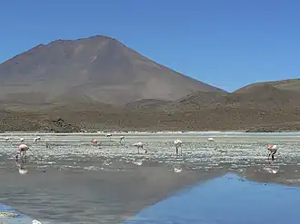 James's flamingos at Cañapa Lake, Colcha "K" Municipality