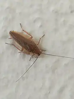 A male