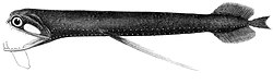Photostomias atrox