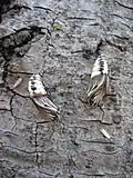 Pupa