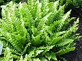 A cultivar with frilled frond margins