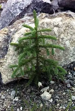 Young tree
