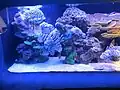 Common lionfish at the rare species exhibit