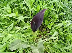 A. palaestinum