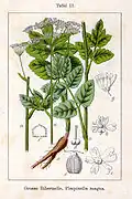 Figure from Deutschlands Flora in Abbildungen, 1796