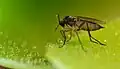 Darkwinged fungus gnat (Sciaridae) caught by Pinguicula moranensis