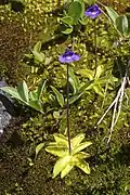 Whole plant, Norway
