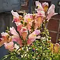 Pink snapdragon flower
