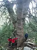 Trunk of "Pinsapo de las Escaleretas"