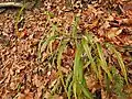 Leaves of Piptatherum racemosum in Elgin County, Ontario, Canada.