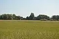Pixey and Yarnton Meads