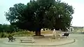 Fountain and tree