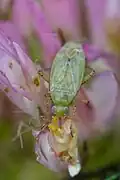 Plagiognathus chrysanthemi, Canada
