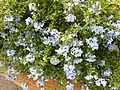 Flowering shrub in Tuscany