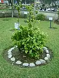 Chacruna