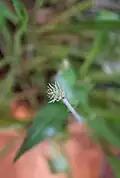 Plantago leiopetala, inflorescence at an early stage with stigmas.