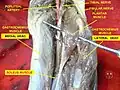 Plantaris muscle