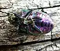 P. dejeani feigning death