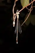 Dorsal view of male, showing black spots on thorax