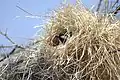 P. m. melanorhynchus, male in nest entrance, Kenya