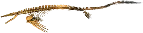 Reconstructed skeleton of Plotosaurus