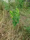 Plant at Podivín, Czech Republic