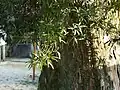 "bark and foliage"