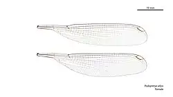 Female wings