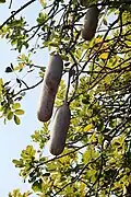 Fruit, Kruger National Park