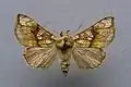 Polychrysia moneta