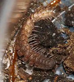 Polydesmus.angustus