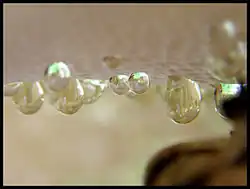 Close-up of secretion