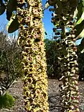 Inflorescence