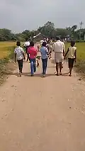 Cattle back to home