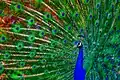 Portrait of peacock