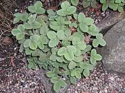 Plant