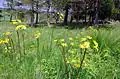 Mountain arnica