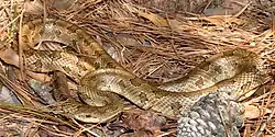 Prairie kingsnake (Lampropeltis calligaster) in Tyler County
