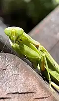 Hierodula patellifera found in Seoul, South Korea.