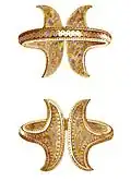 Bracelet from unknown Transylvania findspot[76] It belongs to the series of bracelets from Pipea – Biia – Boarta