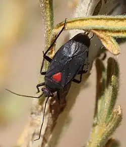 Species specimen.