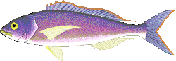 Lutjanidae Pristipomoides filamentosus