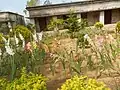 Primary school garden