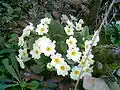 White flowers