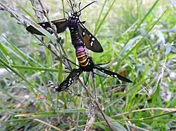 Mating